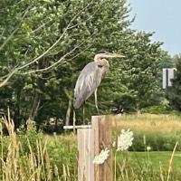 Heron on the Perch